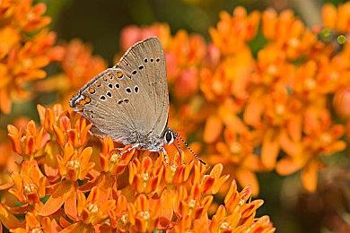 《战神：诸神黄昏》数字版预载开启 PS5版容量84GB